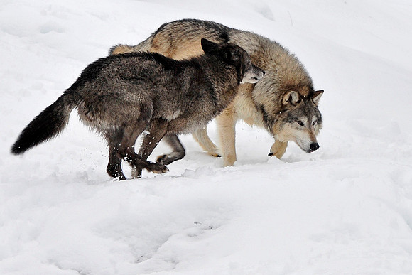Wolf, CA