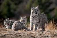 Bobcat, CA