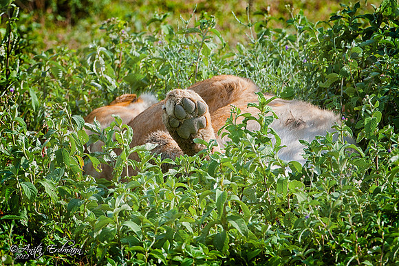 Lion napping in tall weeds, Ndutu Tanzania