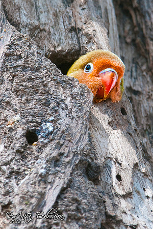 Baby Lovebird, Tanzania Africa