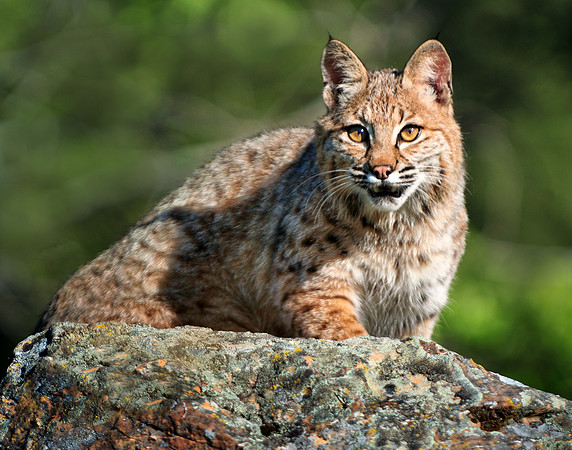 Bobcat, CA