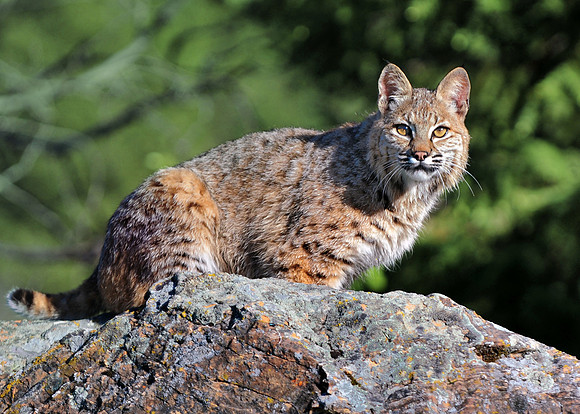 Bobcat, CA