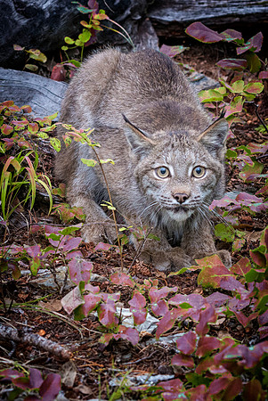 Lynx, CA