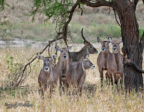Small herd of Waterbuck in Tarangire National Park, Tanzania