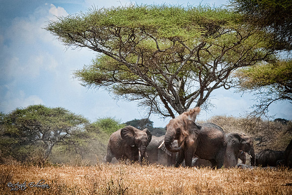 Dust bath