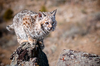 Bobcat, CA