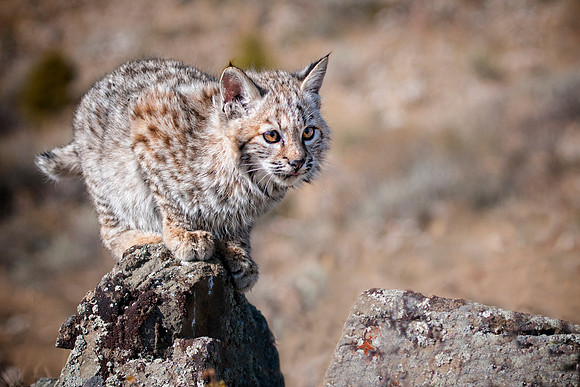 Bobcat, CA