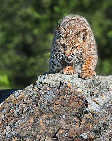 Bobcat, CA