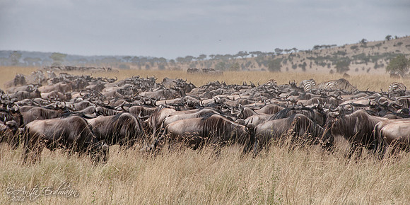 The Wildebeest Migration through the Serengeti.