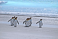 Penguins