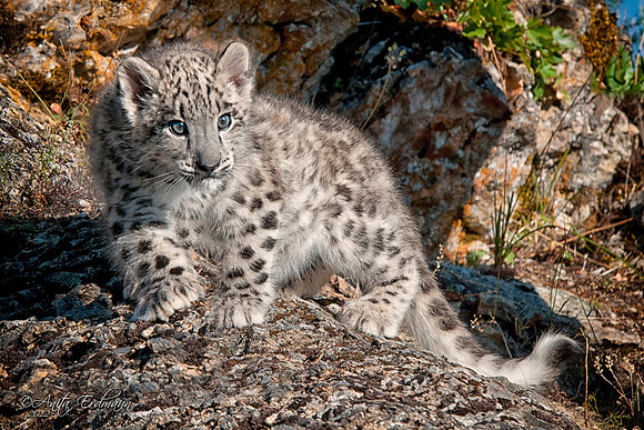 There aren't too many things cuter than a Snow Leopard Kitten.Comments and Critiques welcome.
