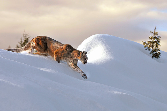 Mountain Lion, CA