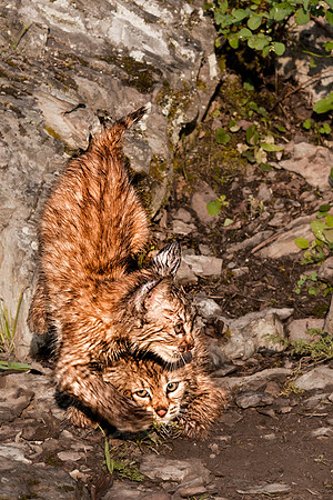 Bobcat, CA