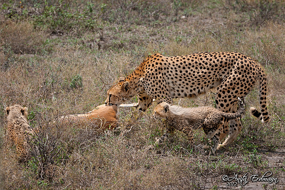 Cheetah of Ndutu with two of her cubs