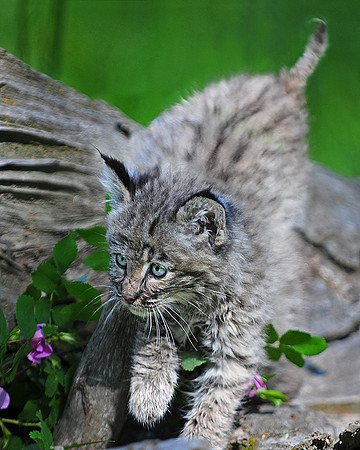 Bobcat, CA