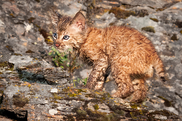 Bobcat, CA