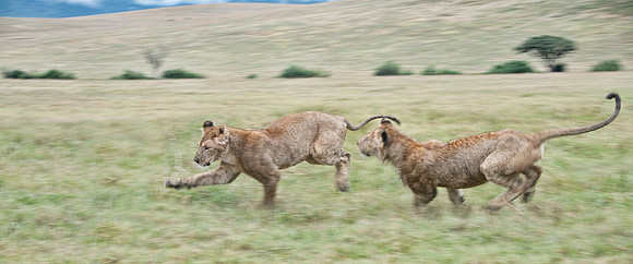 Two young lions playing in Ngorongoro Crater.