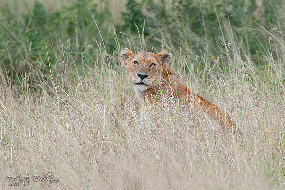 Serengeti Lion