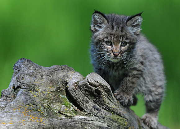 Bobcat, CA