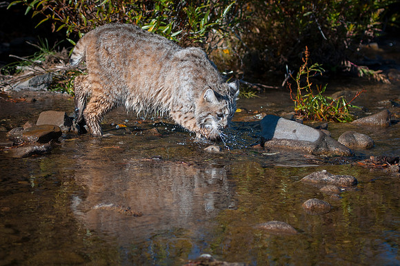 Bobcat, CA