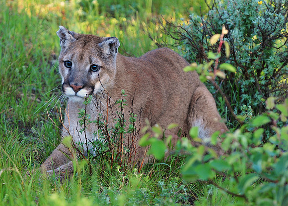 Mountain Lion, CA