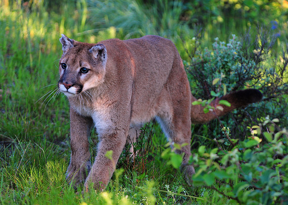 Mountain Lion, CA