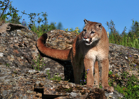 Mountain Lion, CA