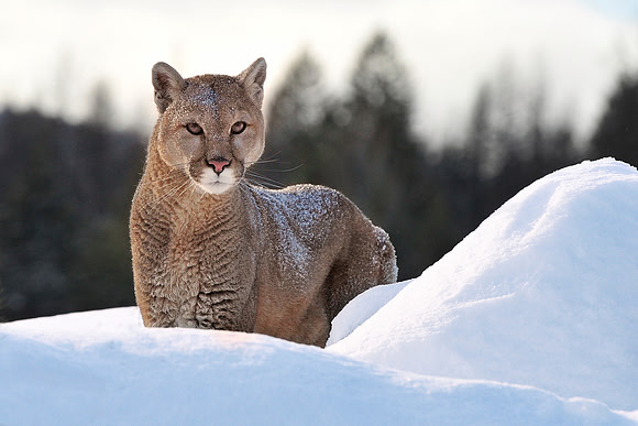 Mountain Lion, CA