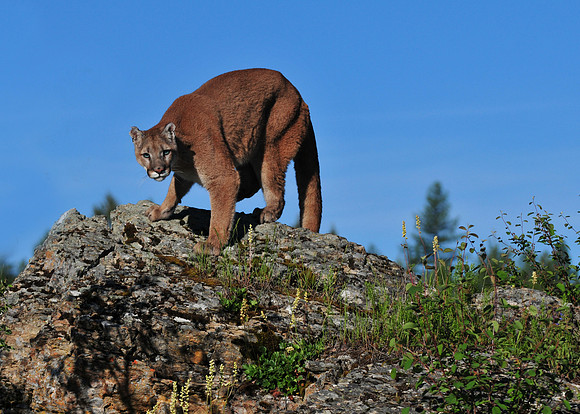 Mountain Lion, CA