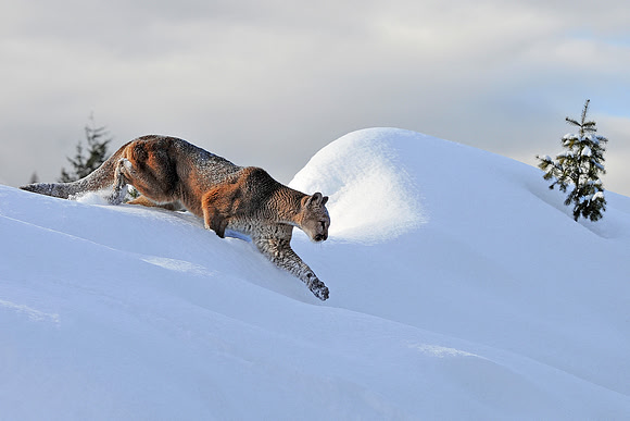 Mountain Lion, CA