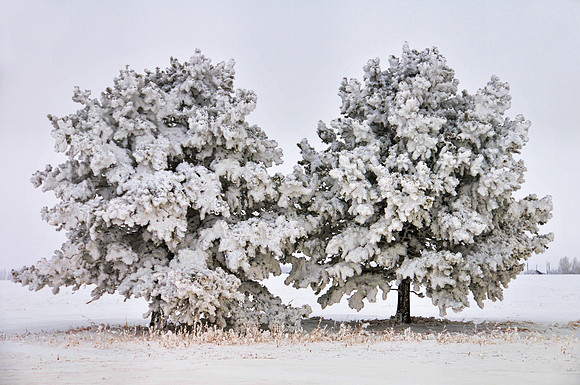 Hoare Frost, Alberta