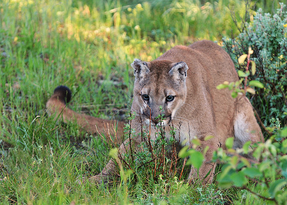 Mountain Lion, CA