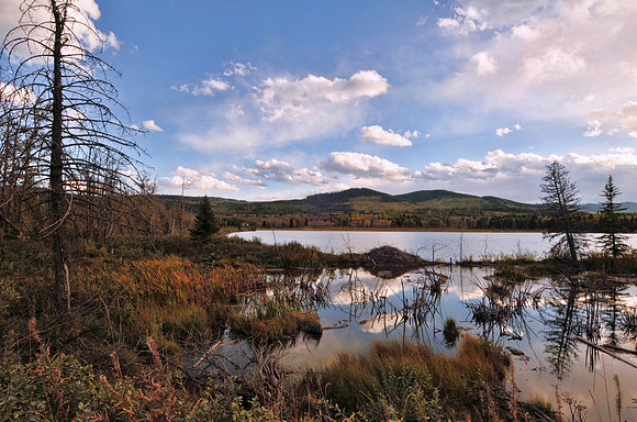 Beaver dam on Morley First Nations land.
