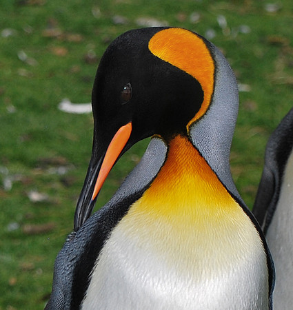 King Penguin, Falkland Islands South America