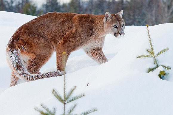 Mountain Lion, CA