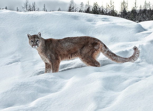 Mountain Lion, CA