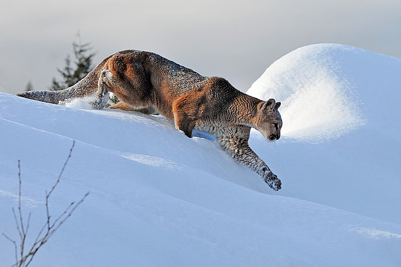 Mountain Lion, CA