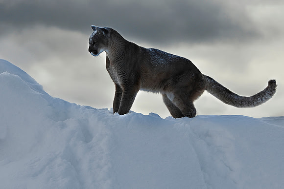 Mountain Lion, CA