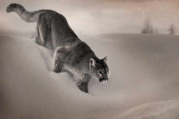 Mountain Lion, CA