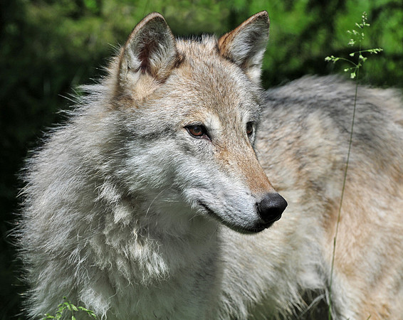 Grey female Tundra Wolf