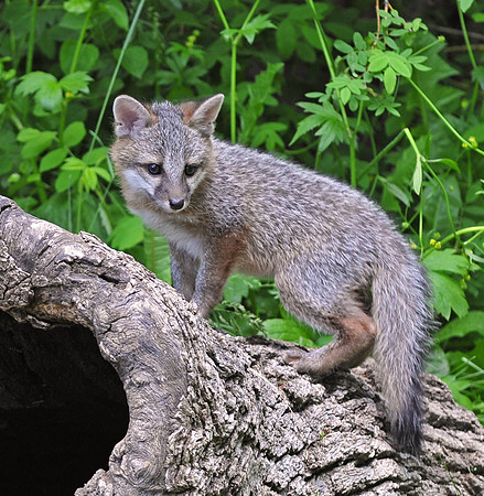 Grey Fox Kit