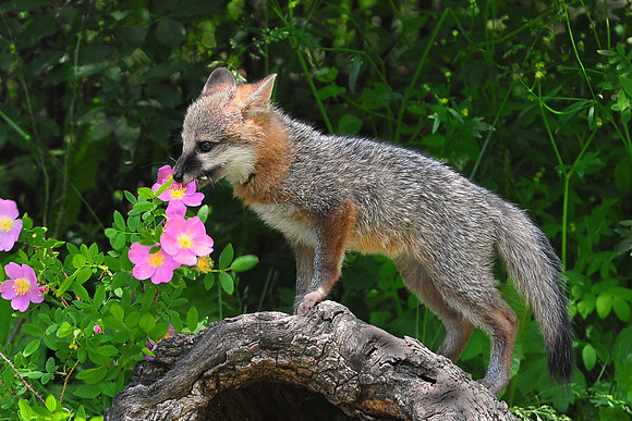Grey Fox Kit snacking on wildroses