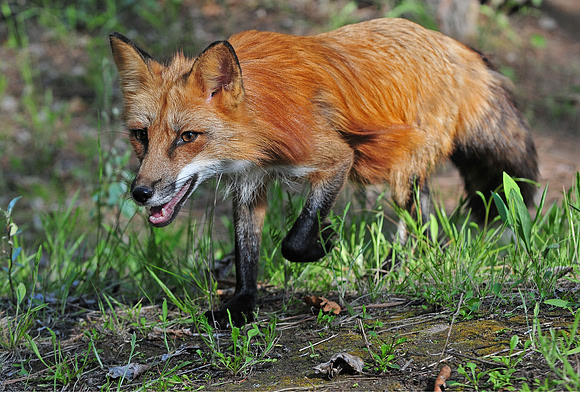 Female Red Fox at Triple D, shot with a Nikon D300 using the 70-200 f,2.8