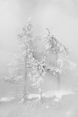 Three frosty trees in Yellowstone National Park