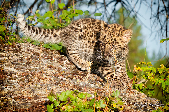 Amur Leopard