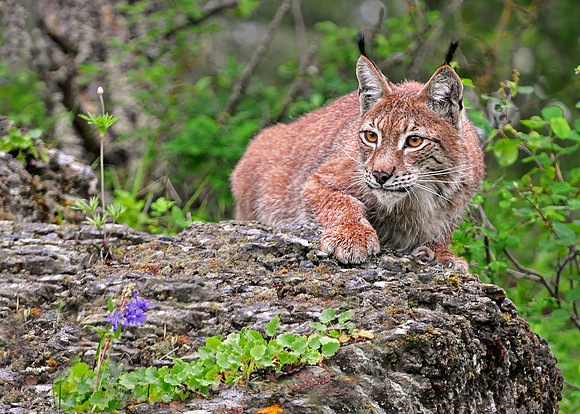Siberian Lynx at Triple D