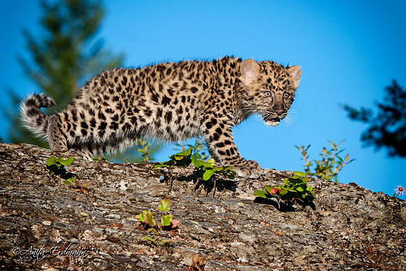 Amur Leopard
