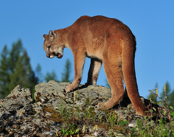 Cougar Snarling