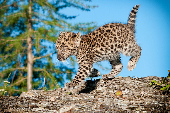 Amur Leopard
