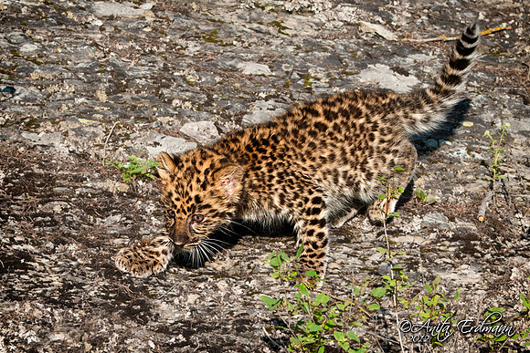 Amur Leopard